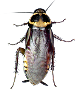 Roach Png Photo - Cockroaches In Australia (450x300), Png Download