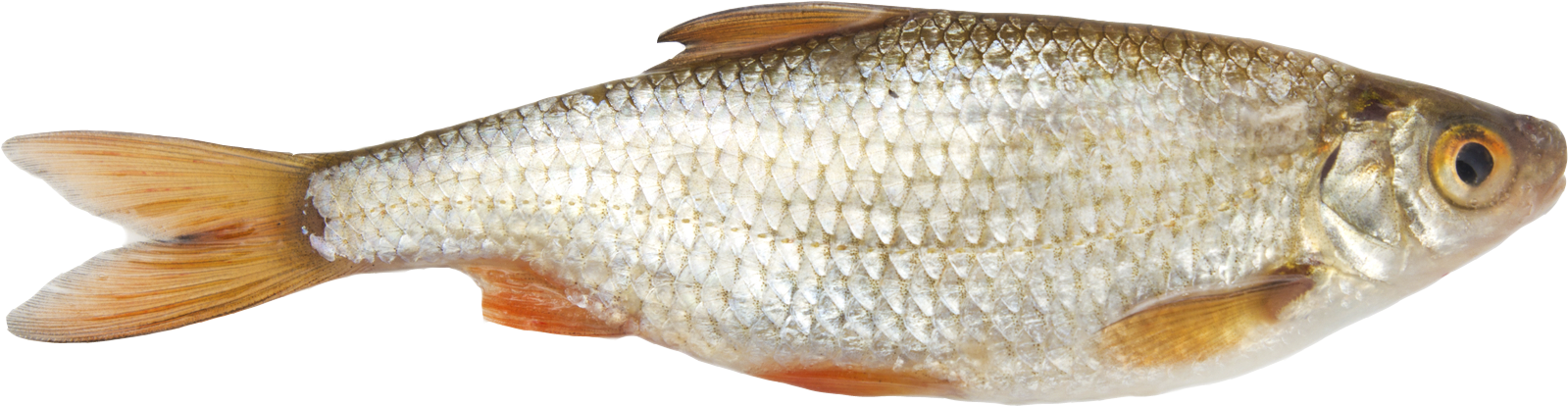 Catching Methods - Fish (1700x500), Png Download