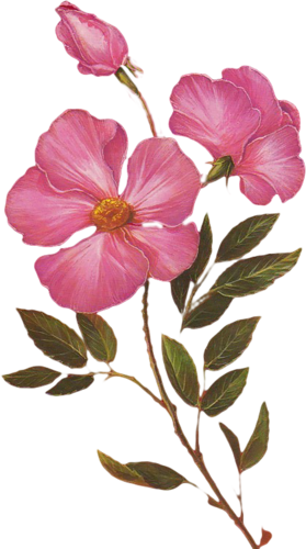 Фотки Flower Clipart, March 1st, Vintage Flowers, Botanical - Clip Art (279x500), Png Download