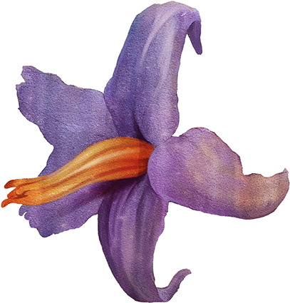 Yamamoto's Fabric Pattern To 2014 São Paulo Fashion - Flower (1200x500), Png Download