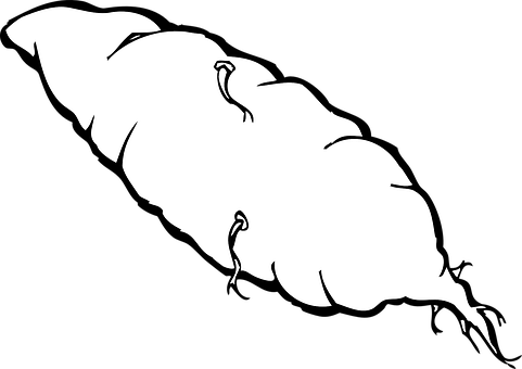 Potato Yam Sweet Shoot Sprout Food Nutriti - Sweet Potato Clip Art (481x340), Png Download
