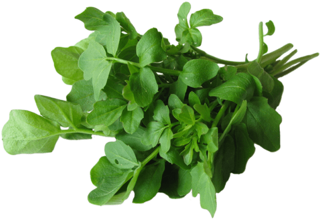 4 Ounce - Health Benefit Of Watercress (640x640), Png Download