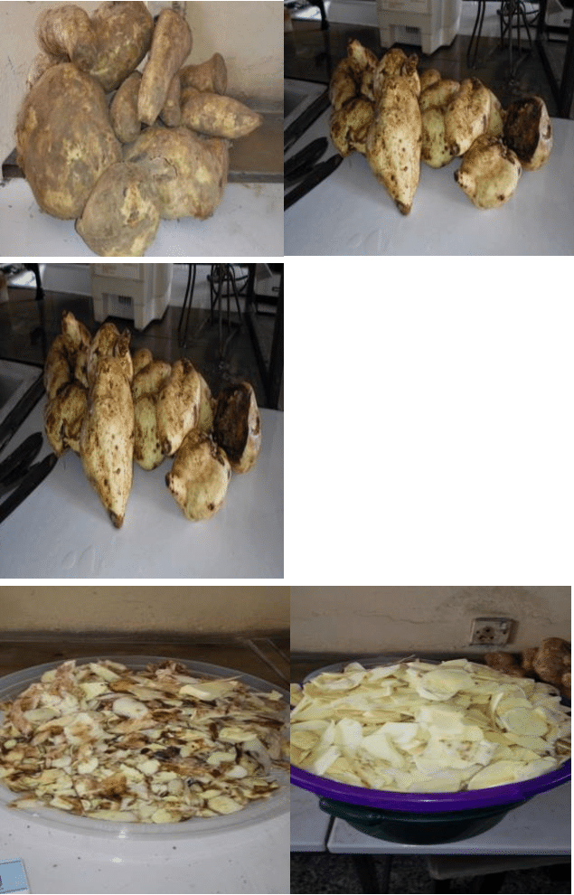 Processing Of Sweet Potato - Ginger (635x990), Png Download