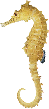 Seahorse Free Download Png - Sea Horse (298x464), Png Download