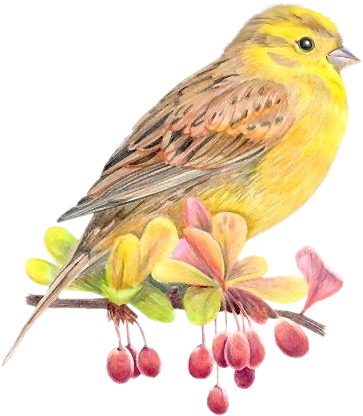 Birds Tubes - Tubes Birds (394x446), Png Download