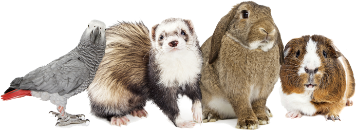 Home4 - African Grey Parrot (birds Of The World): Blank 150 (703x464), Png Download