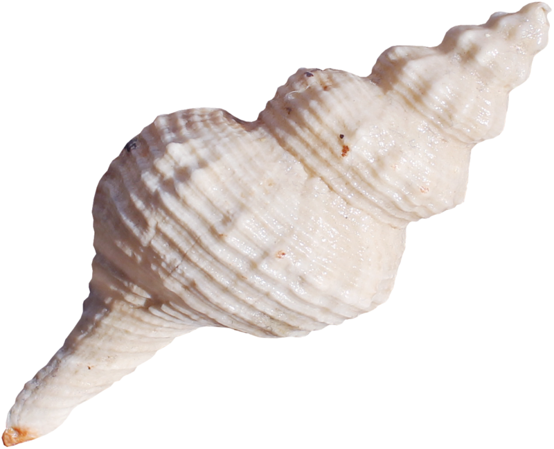 Lagosclip - Seashell (800x648), Png Download