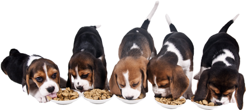 Our Pet Food Contains Exclusive Ingredients Which Have - Food Habits Of A Dog (551x246), Png Download