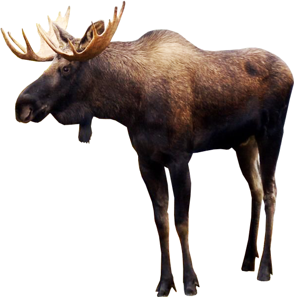 Png Royalty Free Download Png Images Free Download - Moose Png (600x650), Png Download