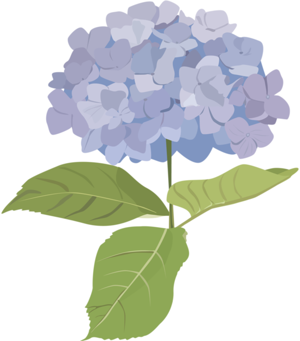 Fleurs Tube Flowers Png Pinterest And Belle - Hydrangea (600x683), Png Download
