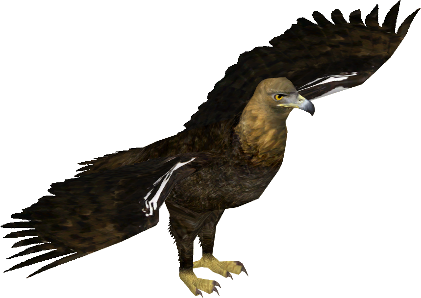 Download Hd Eastern Imperial Eagle Zt2 Download Library Bird Transparent Png Image Nicepng Com