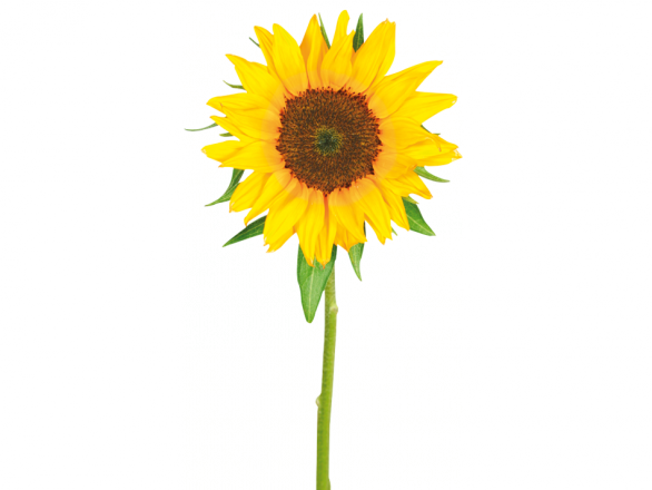 Download Hd Girasol Blanco Png Tagalog Name Of Sunflower Transparent Png Image Nicepng Com