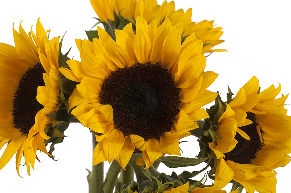 Girasoles - Sunflower (1000x664), Png Download
