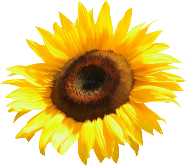 Los Girasoles Del Amor - Girasoles De Masha Y El Oso (600x531), Png Download