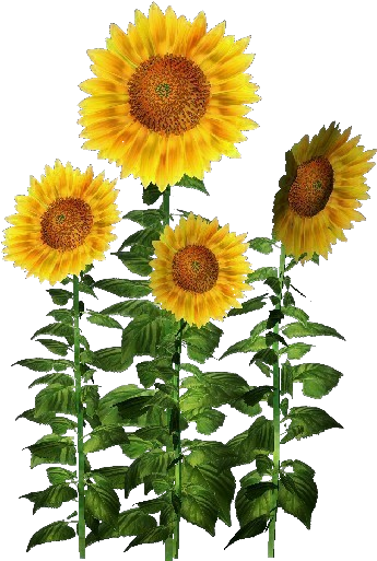 Plantas 3d Girasol Acca Software For Plantas Decorativas - Planta De Girasol Png (750x527), Png Download