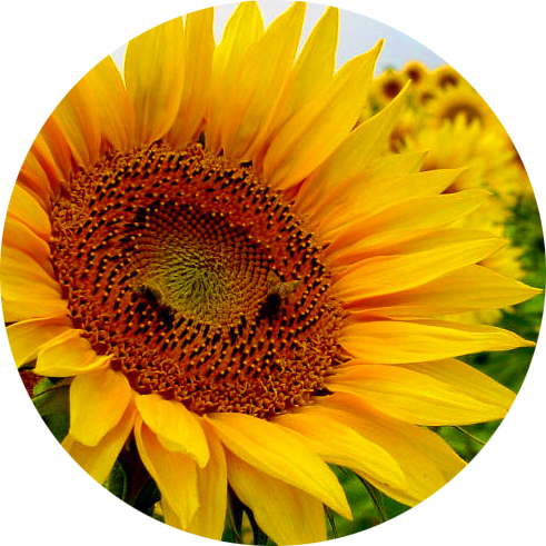 El Confesionario De Personajes, Como Su Nombre Lo Indica, - Flores Con Flores (491x491), Png Download