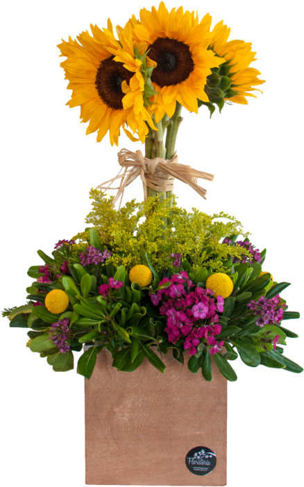 Árbol De Girasoles - Sunflower (800x800), Png Download