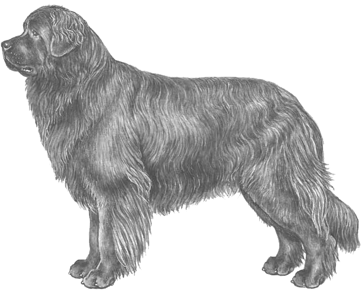 Newfoundland - Disegni Di Cani Terranova (800x800), Png Download
