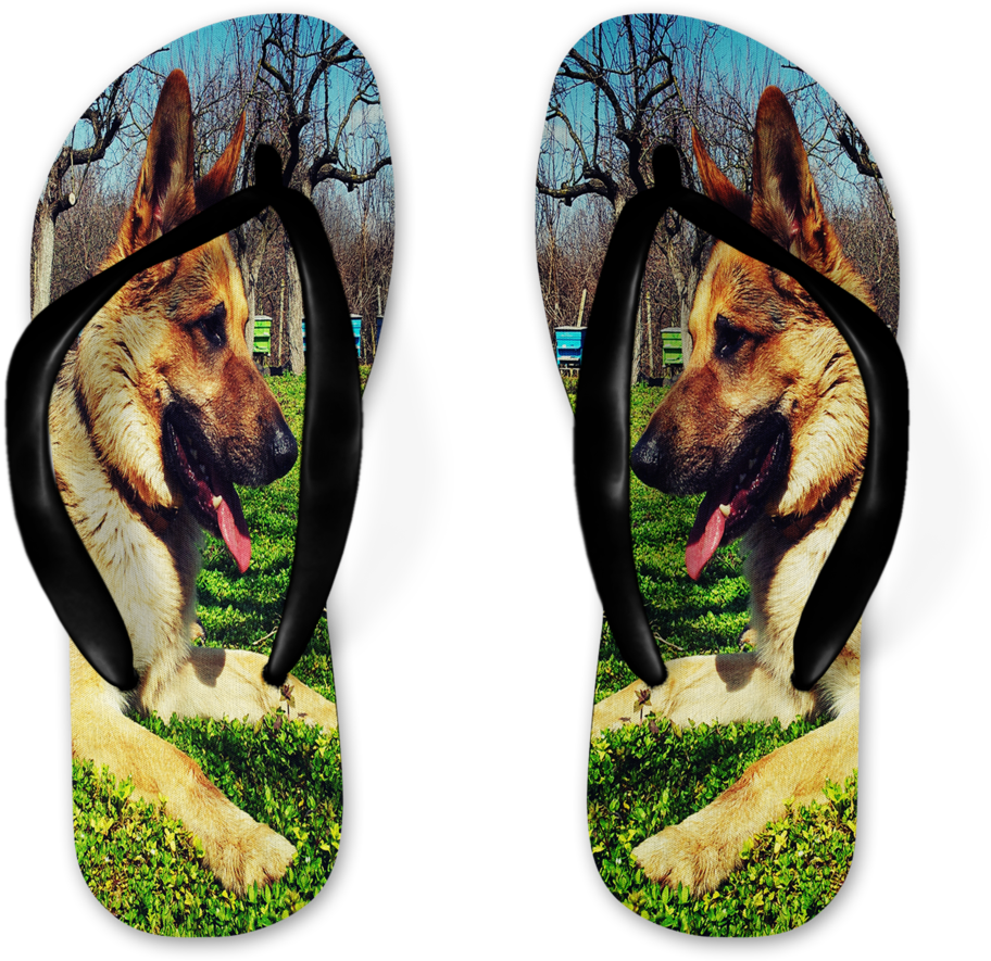 Photograph (1200x960), Png Download