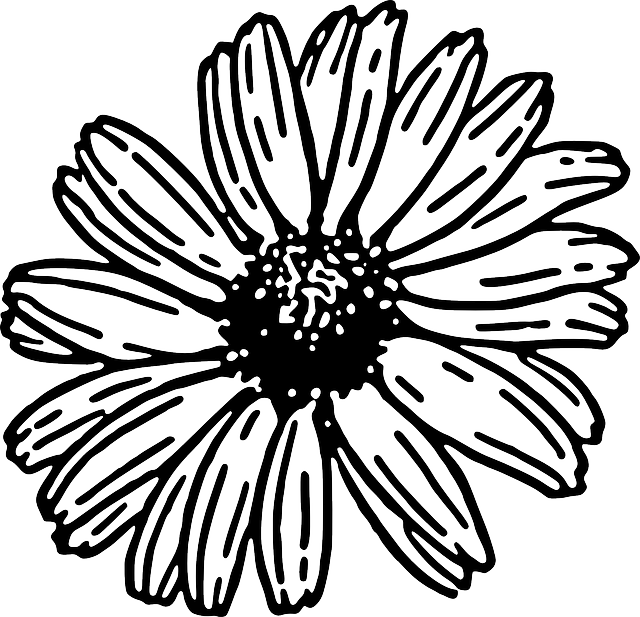 Drawn Daisy Daisy Plant - Gerbera Daisy Clipart Black And White (640x617), Png Download