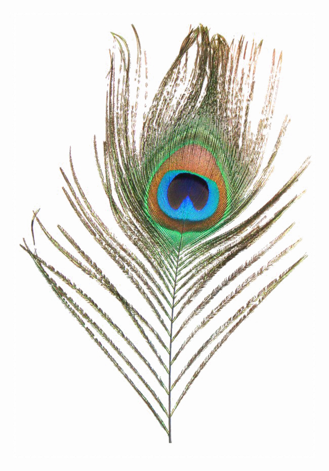 Peacock Feather Png High-quality Image - Peacock Feather Png File (650x928), Png Download