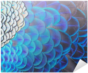 Single Peacock Feathers Png Hd Download - Peafowl (400x400), Png Download