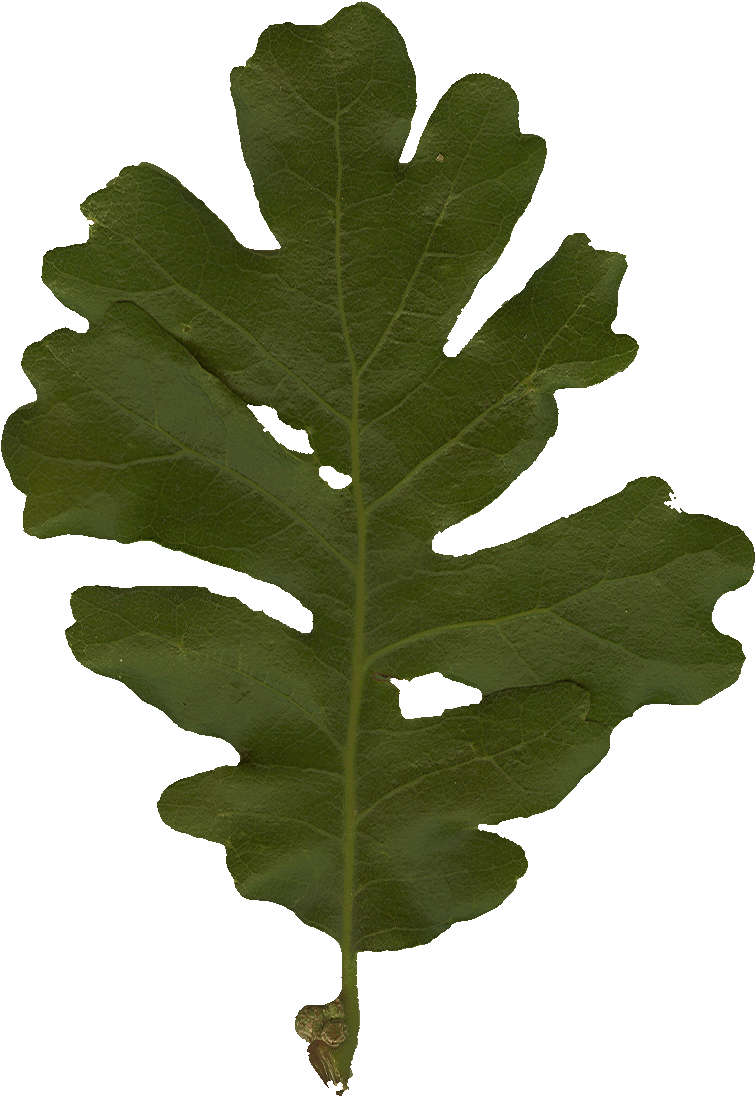 Oak (764x1110), Png Download