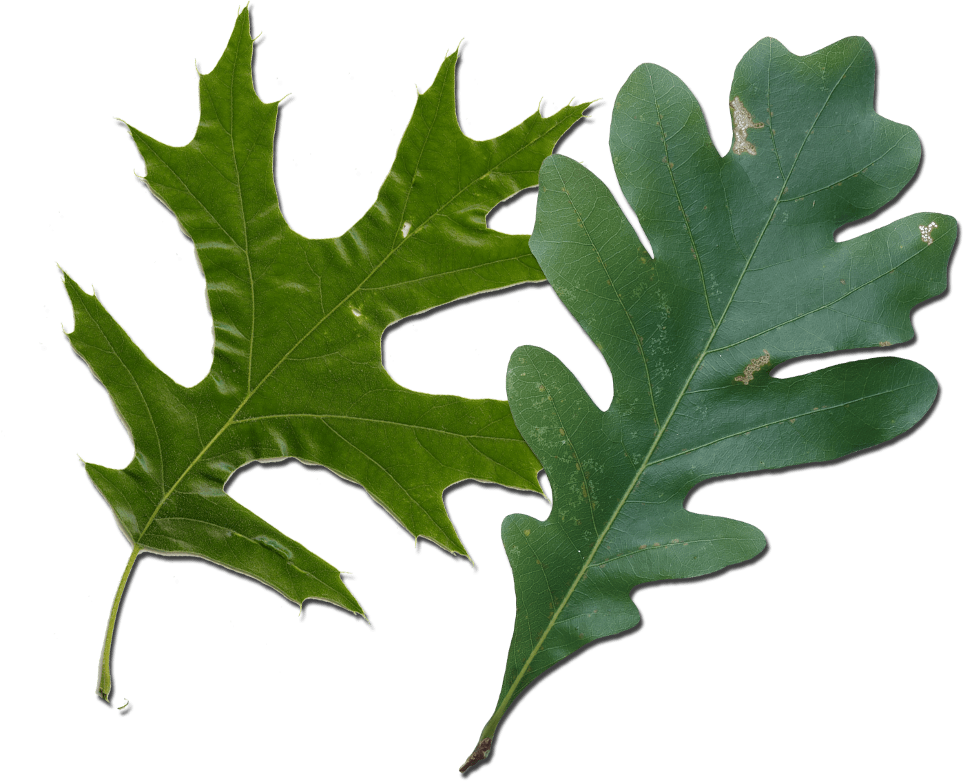 White Oak Red Oak Leaf (1455x1149), Png Download