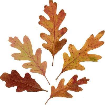 Acorn Leaf Drawing Download - Oak Leaves Drawing (399x400), Png Download