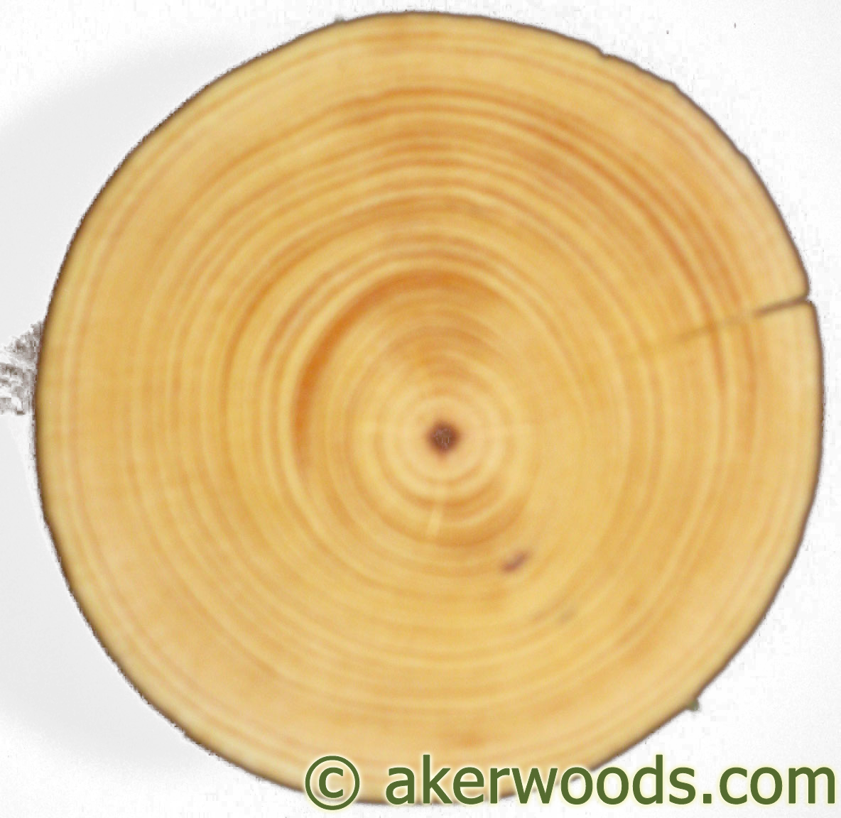 This 4" Diameter Ponderosa Post Is From A Tree Around - Tree Cookie Wood Png (1184x1152), Png Download