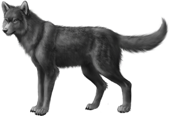 Grey Wolf-0 - Dog Irish Wolfhound Black (704x441), Png Download