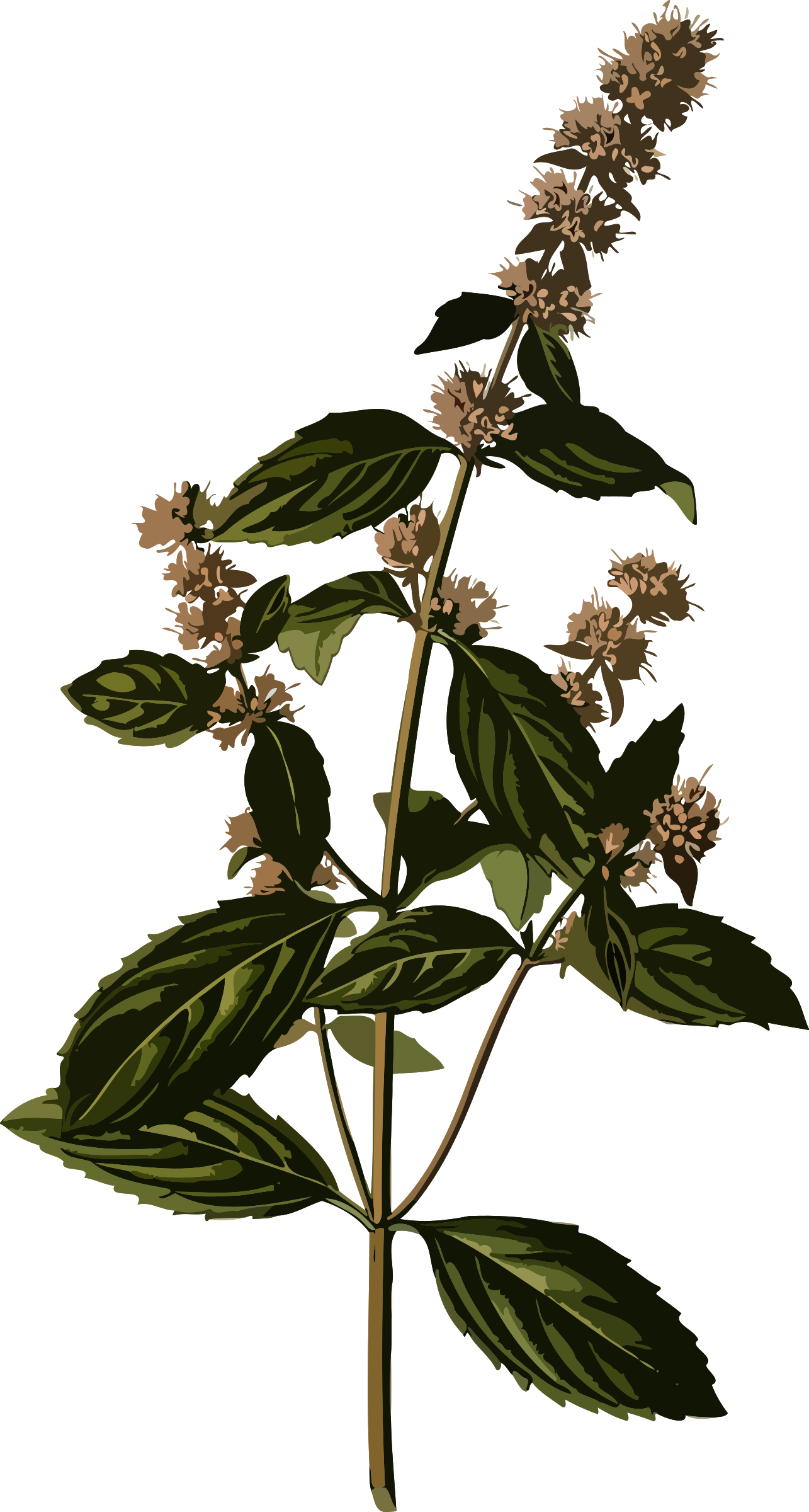 This Free Icons Png Design Of Peppermint (1285x2400), Png Download