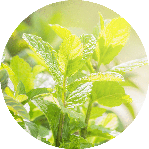 Peppermint (578x578), Png Download