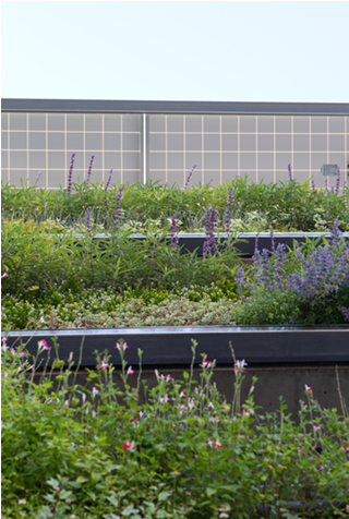 Varieties Including Lavender, Asparagus Ferns, Grasses, - Climbing Plants Parking Garage (713x475), Png Download