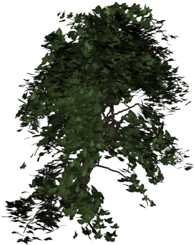 Leaf,leaves,entwine - Climber Plant Transparent Background (500x500), Png Download