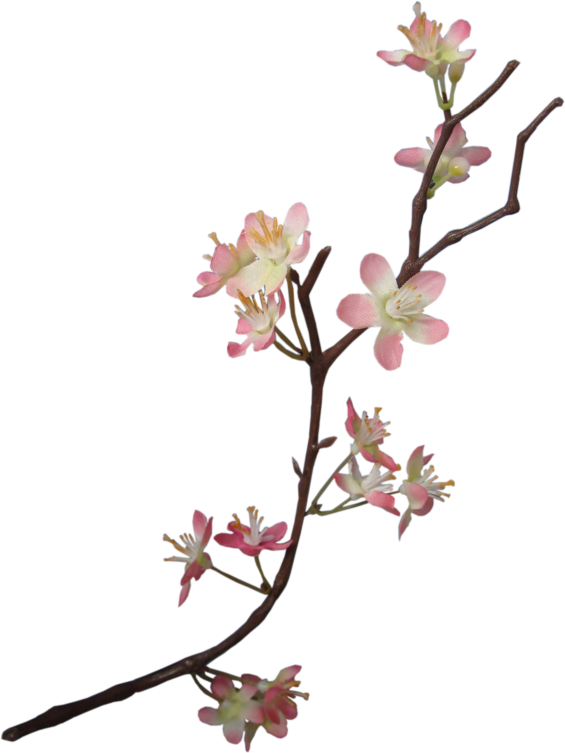 Apple Blossom - Flower (2568x3488), Png Download