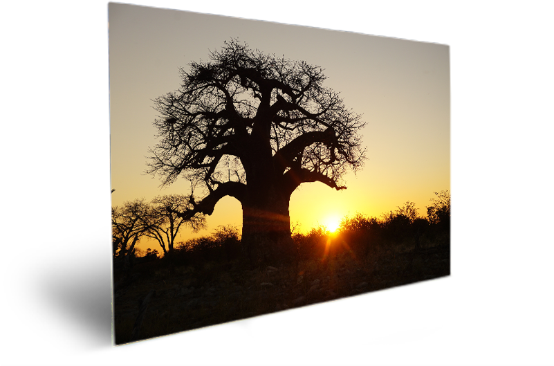 Baobab - Silhouette (800x600), Png Download