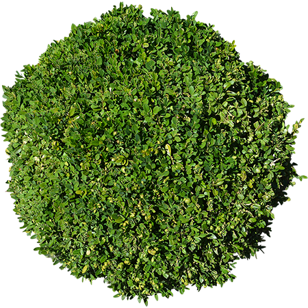 Round Bush Png (450x450), Png Download