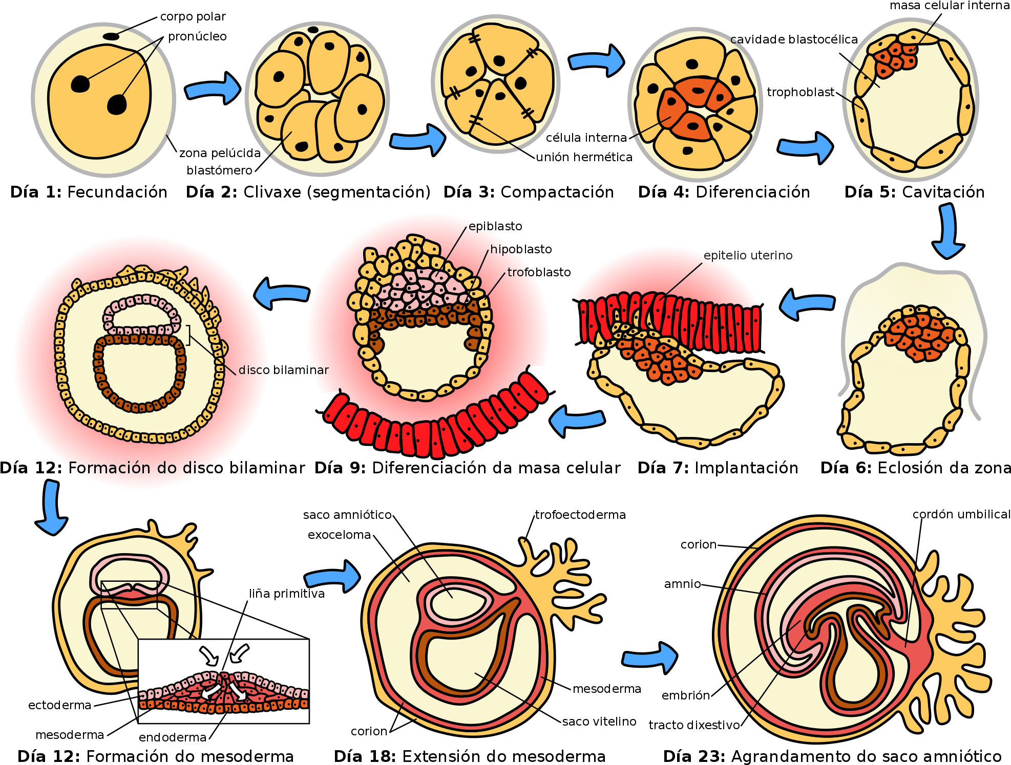 Sequence Graphic Organizer Example (2000x1564), Png Download