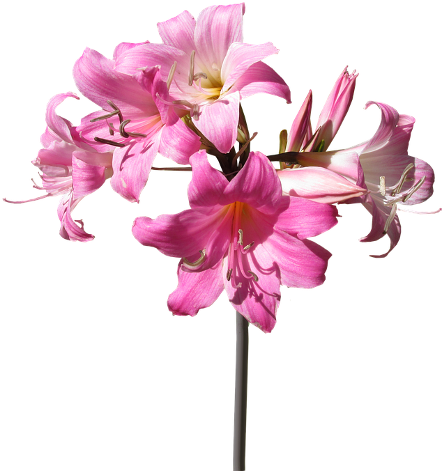Belladonna, Lily, Flower, Stem, Summer - Stem And Flower Png (648x720), Png Download