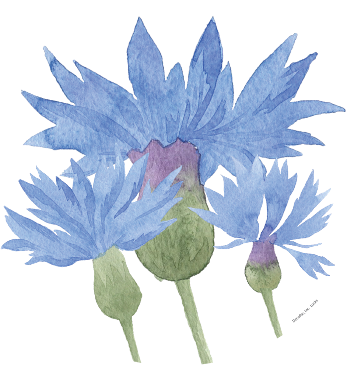 Watercolour Cornflower - Image - Floral Design (800x800), Png Download