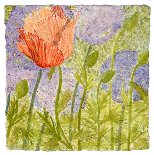 Watercolor - Oriental Poppy (536x540), Png Download