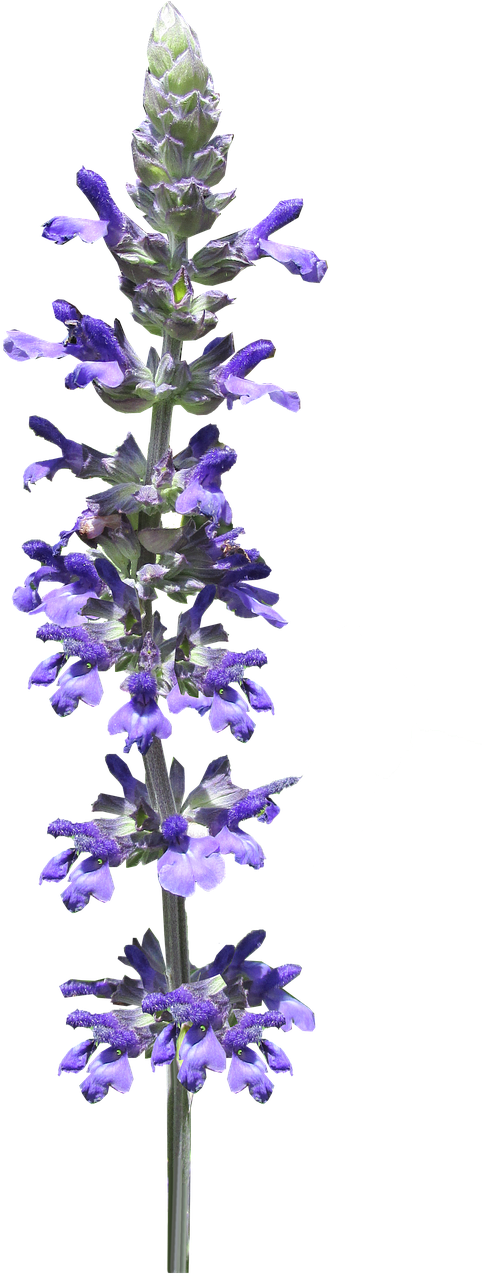 Flower Stem Blue - Flower (544x1280), Png Download