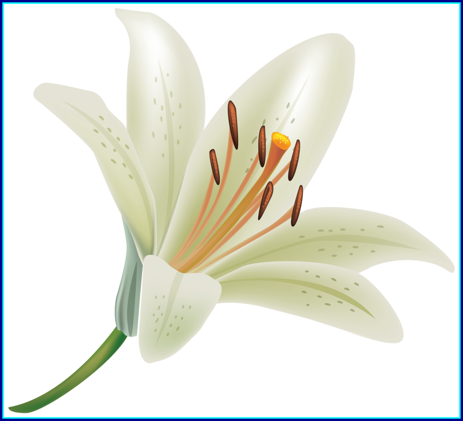 Lily Flower Png Clipart Madonna Lily Flower Clip Art - White Lily Flower Png (900x818), Png Download