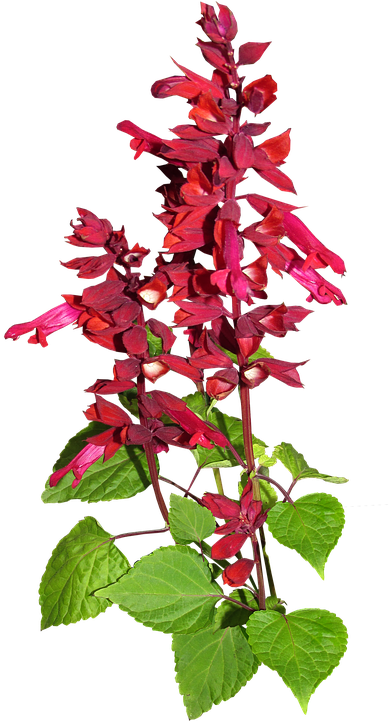 Flower, Red, Stem, Plant, Garden - Smoking Cessation (405x720), Png Download
