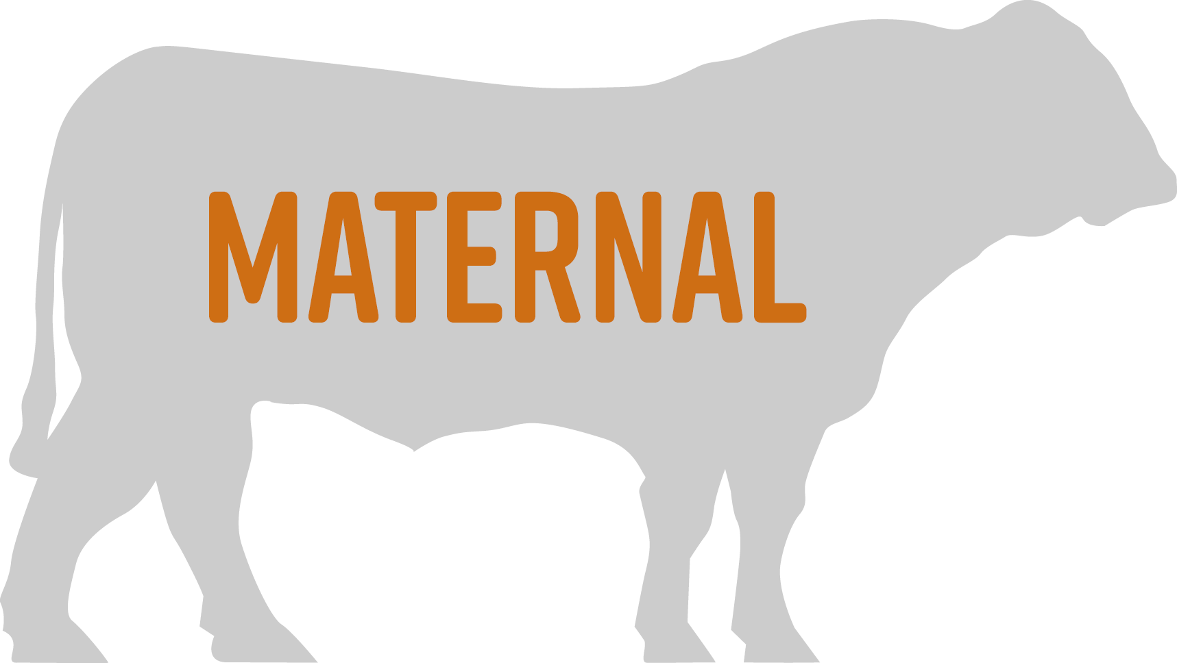 Our Bulls - Dairy Cow (1717x968), Png Download