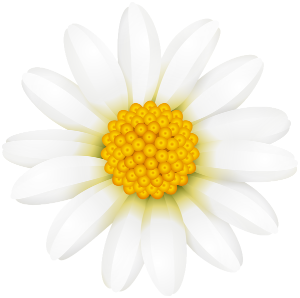 Art Images, Clip Art, Daisy, Art Pictures, Bellis Perennis, - Common Daisy (600x595), Png Download