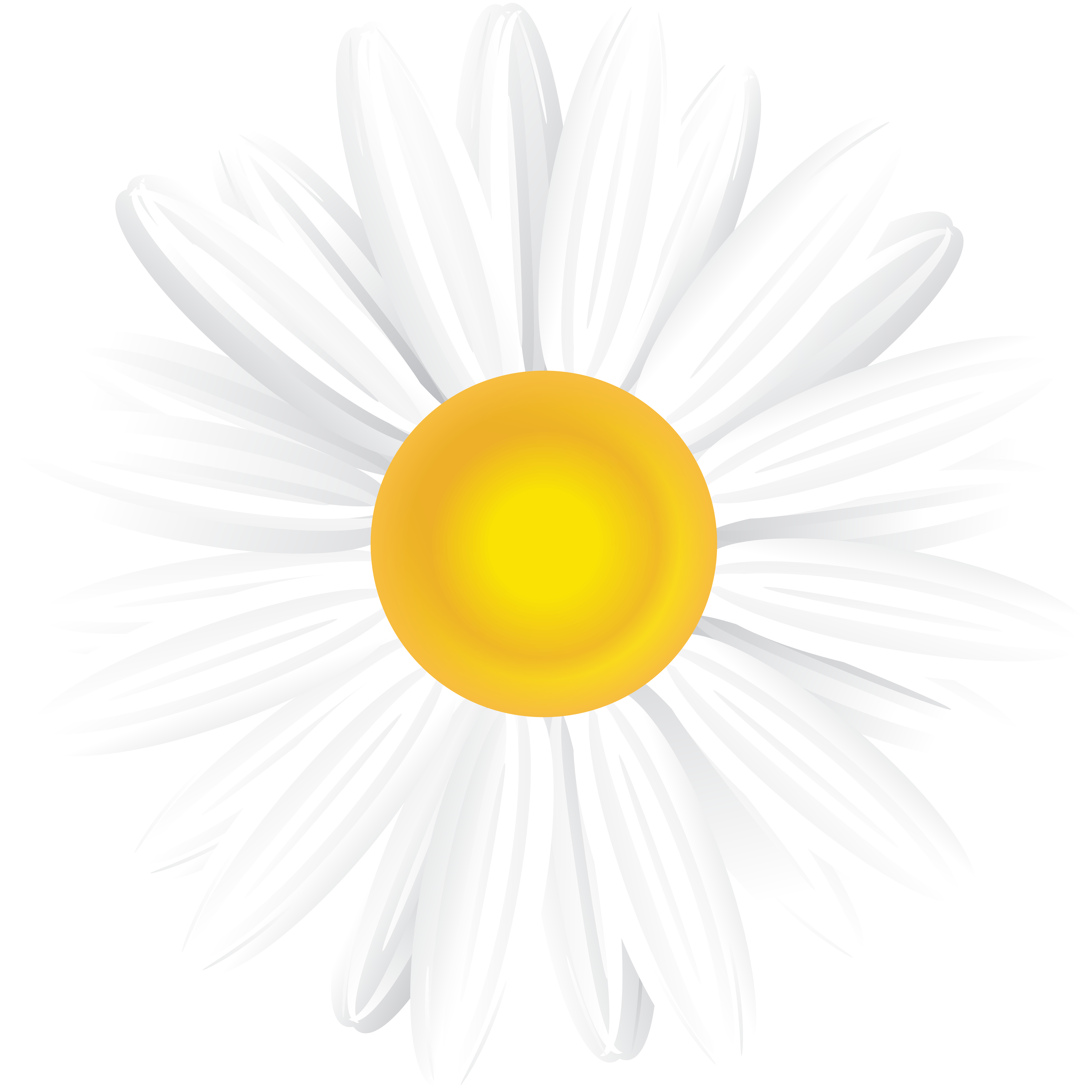 White Daisy Png (8000x7947), Png Download