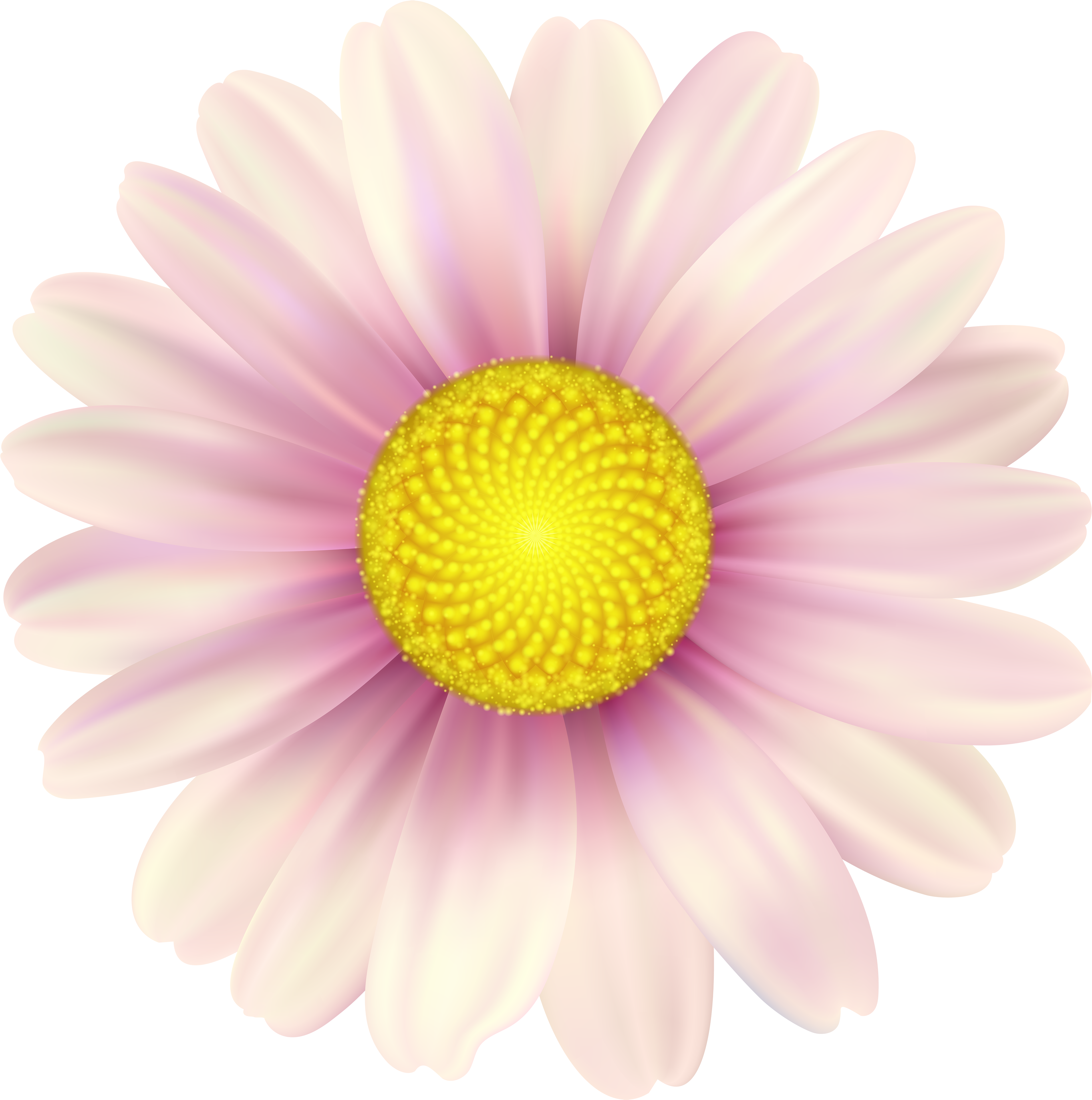 Pink Daisy Clip Art Image - Shasta Daisy (4983x5000), Png Download