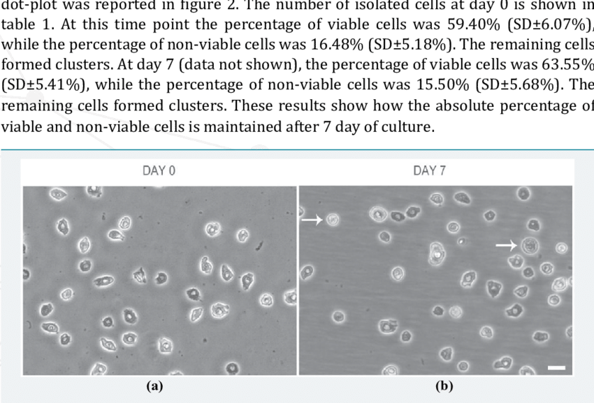 Epidermal Cells At A) Day 0 And B) Day 7 Of Culture - Cell (850x577), Png Download